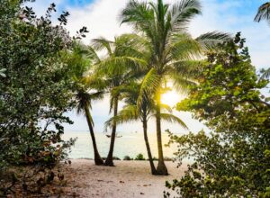 Best-Beaches-with-Palm-Trees-in-Florida